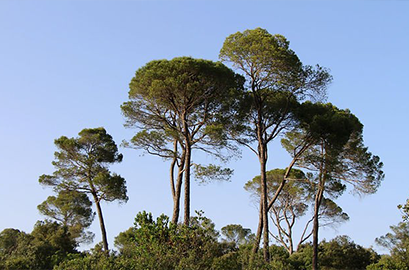 Business Pôle à Sophia Antipolis